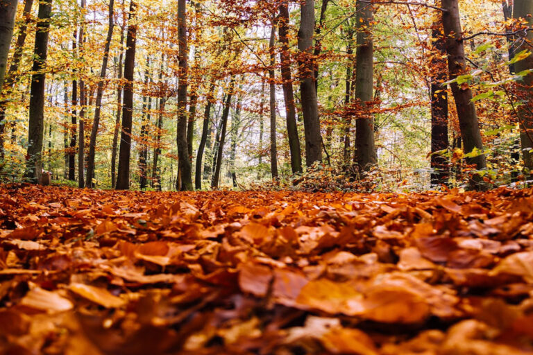 Mabon, la fiesta del Equinoccio de otoño